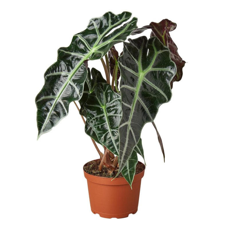 1 Alocasia AfricanMask 6