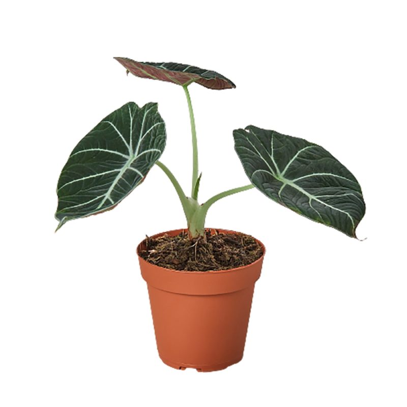 1 Alocasia Black Velvet 4