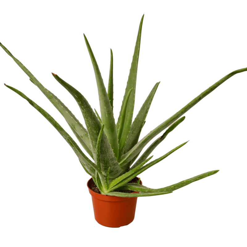 1 Aloe Vera 6 MAIN 1800x1800 105f9a40 c989 441f 9774 990055316355