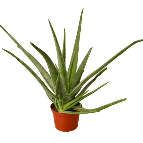 1 Aloe Vera 6 MAIN 1800x1800 f7920294 ebee 4717 ae33 fce7fd978fa1