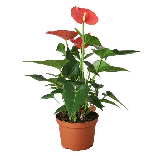 1 Anthurium Pink 6