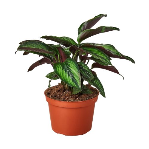 1 Calathea BeautyStar 6