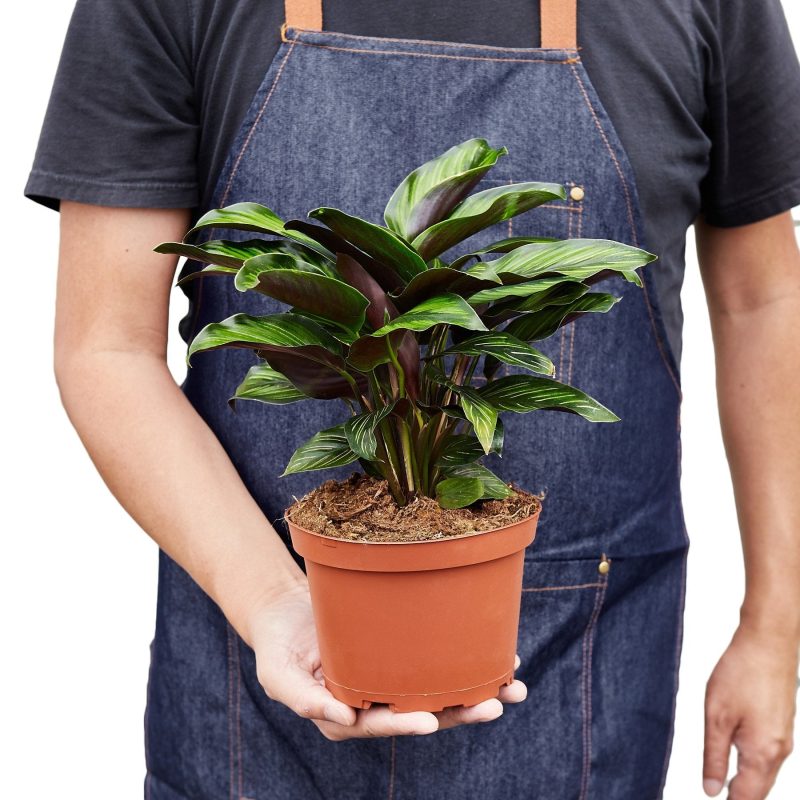 1 Calathea BeautyStar 6 HOLD 0e61d891 e86f 4d60 b6ff f96286b2bddb