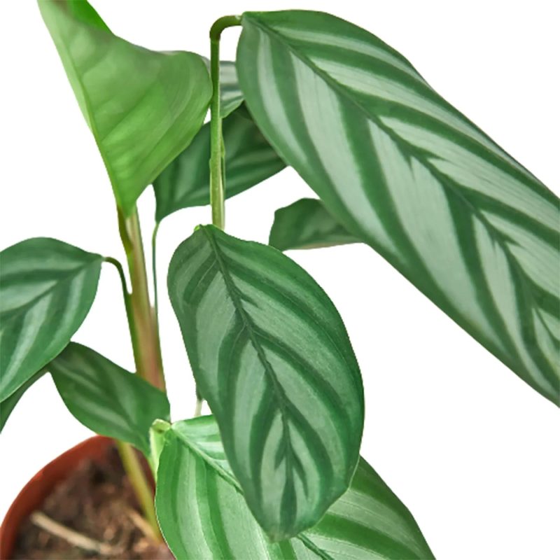 1 Calathea GreyStar 4 DETAIL 1800x1800 7be6bdf7 7435 44b3 b062 d0ac33c3c62f