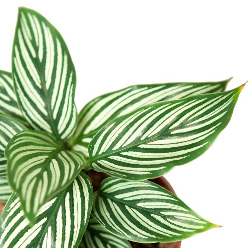 1 Calathea Vittata DETAIL 4 6c75a1f4 9c92 4ca7 8d8d 193fd785b158