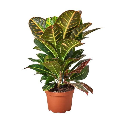 1 Croton Petra 6 15 1800x1800 5691e3a6 1016 49a9 8365 878f5d062a21