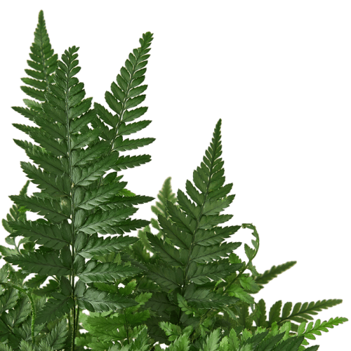 1 Fern KoreanRock DETAIL 4 700x700 f20ff43c 0b28 4056 b6f7 f0f1ad6a9695