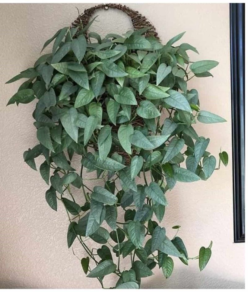 1 Philodendron Cebu Blue Plant