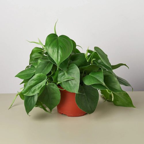 1 Philodendron Cordatum 6 1800x1800 447a7ed9 08bd 4ba0 8049 08d98f5e1a4e