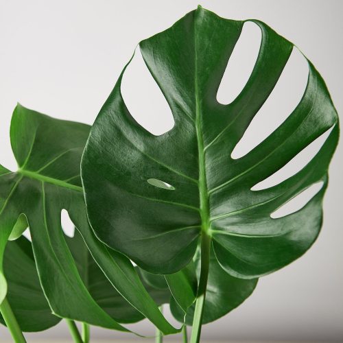 1 Philodendron Monstera 6 DETAIL 1800x1800 c818fc12 ed1d 406f a902 bb2470735d46