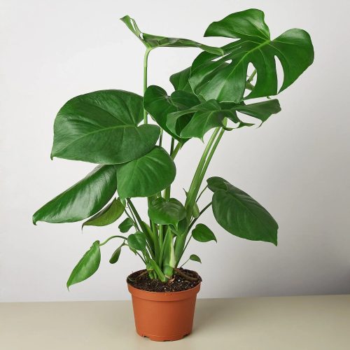 1 Philodendron Monstera 6 1800x1800 45f63b8b 36f2 4e4e 8243 3918217380bd