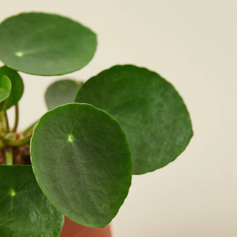 1 Pilea Peperomiodes 4DETAIL 1800x1800 55affc1f f001 4ceb 9d4d de57d8b5e547