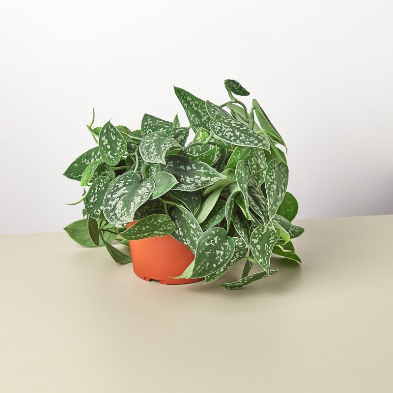 1 Pothos Satin 6 11