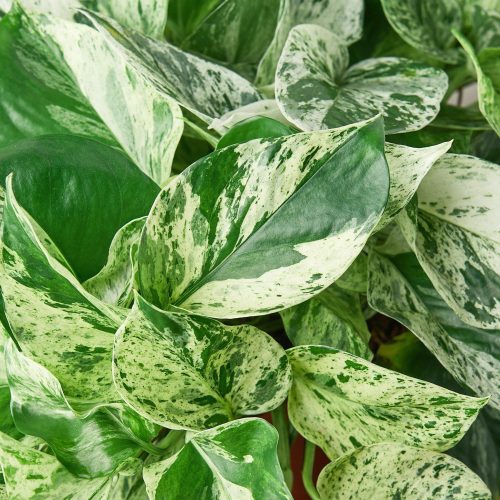 1 Pothos SnoQueen 6 DETAIL 1800x1800 81213a28 8c7b 49b2 94d3 a6efa4713d24