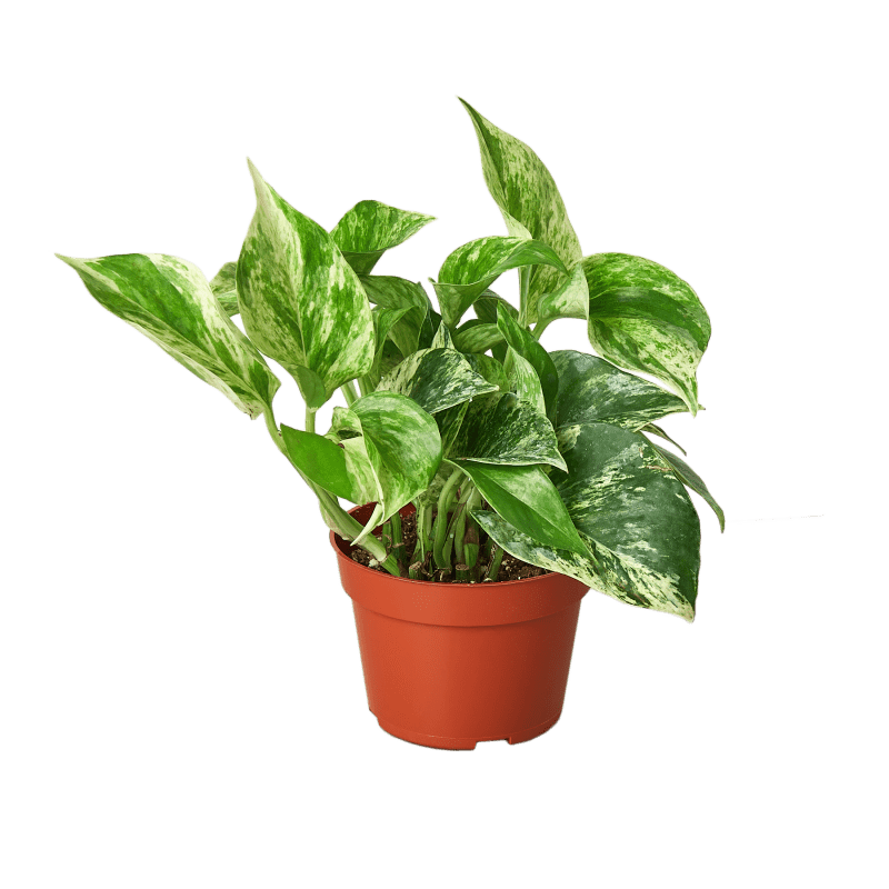 1 Pothos Snow.Queen 4 57de6291 1c08 4132 b9fc 58568bf845a4