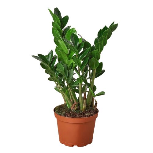 1 Zamioculcas Zamiifolia 6 1800x1800 376fdfed b890 4dda 9864 70edf3ac7df6