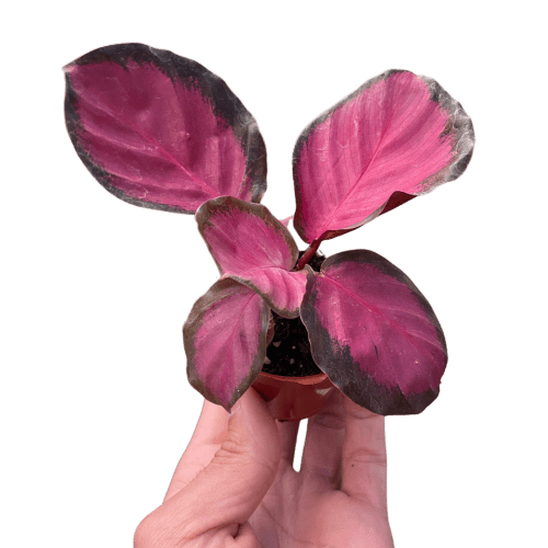 2 CALATHEA PURPLE.ROSE TEMP 2.14.24.Square 160b655b 88b3 4e3b a125 a37300d3098e