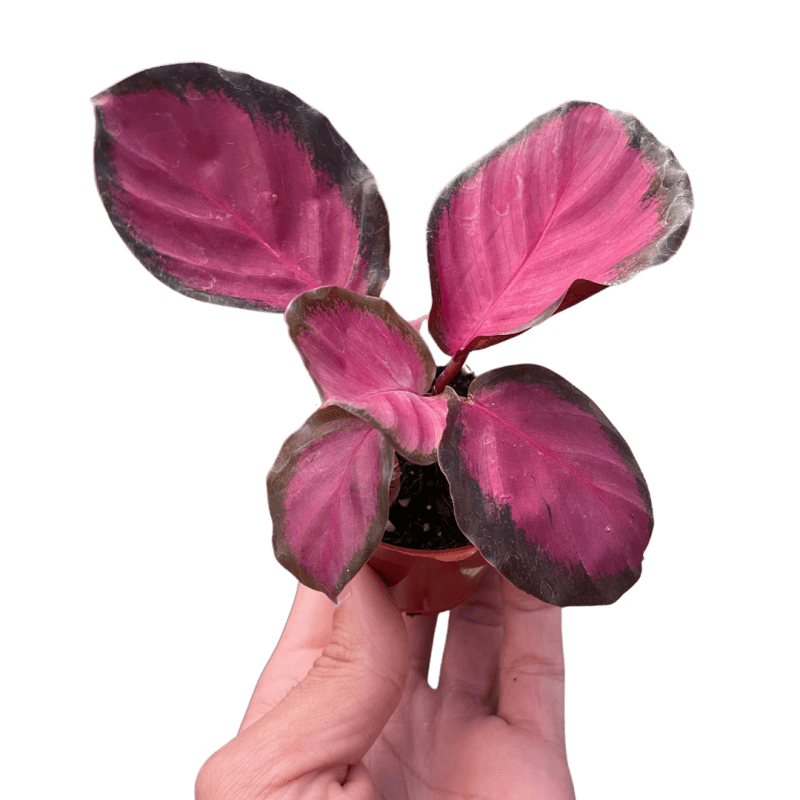 2 CALATHEA PURPLE.ROSE TEMP 2.14.24.Square 160b655b 88b3 4e3b a125 a37300d3098e