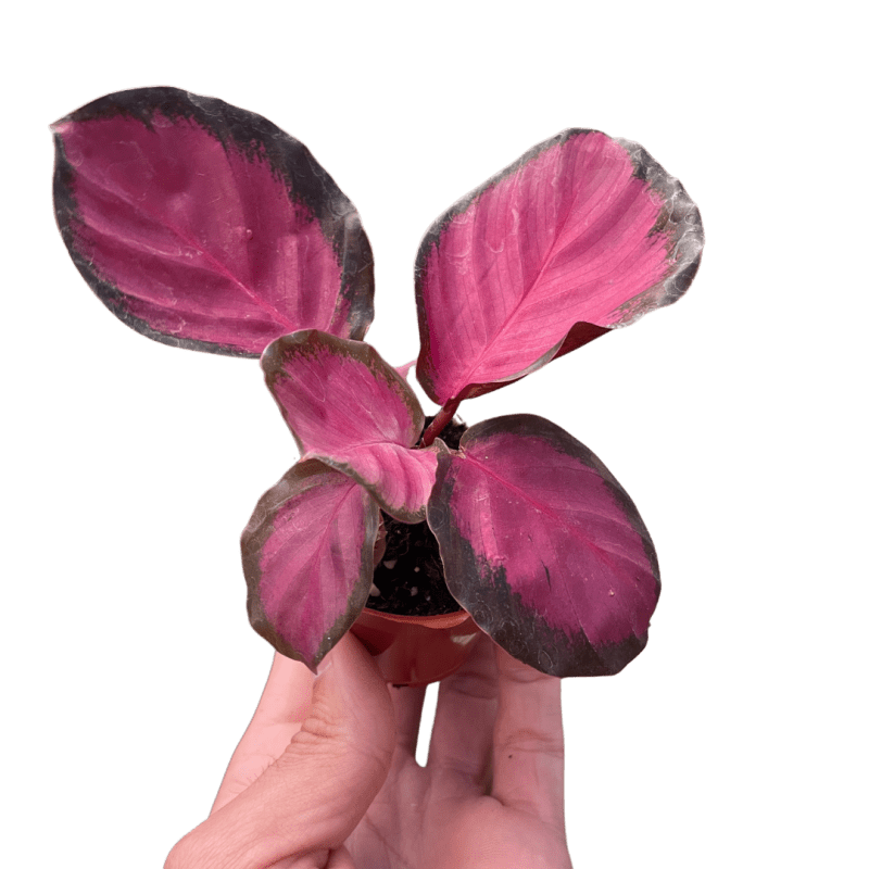 2 CALATHEA PURPLE.ROSE TEMP 2.14.24.Square 590c1baf a17c 4b7c 9a48 607b6a9b265f