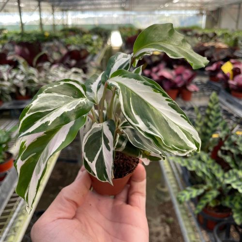 2 CALATHEA WHITE.FUSION TEMP 2.22.24 0a967e41 bff3 4590 a92f 1d0acf00652d