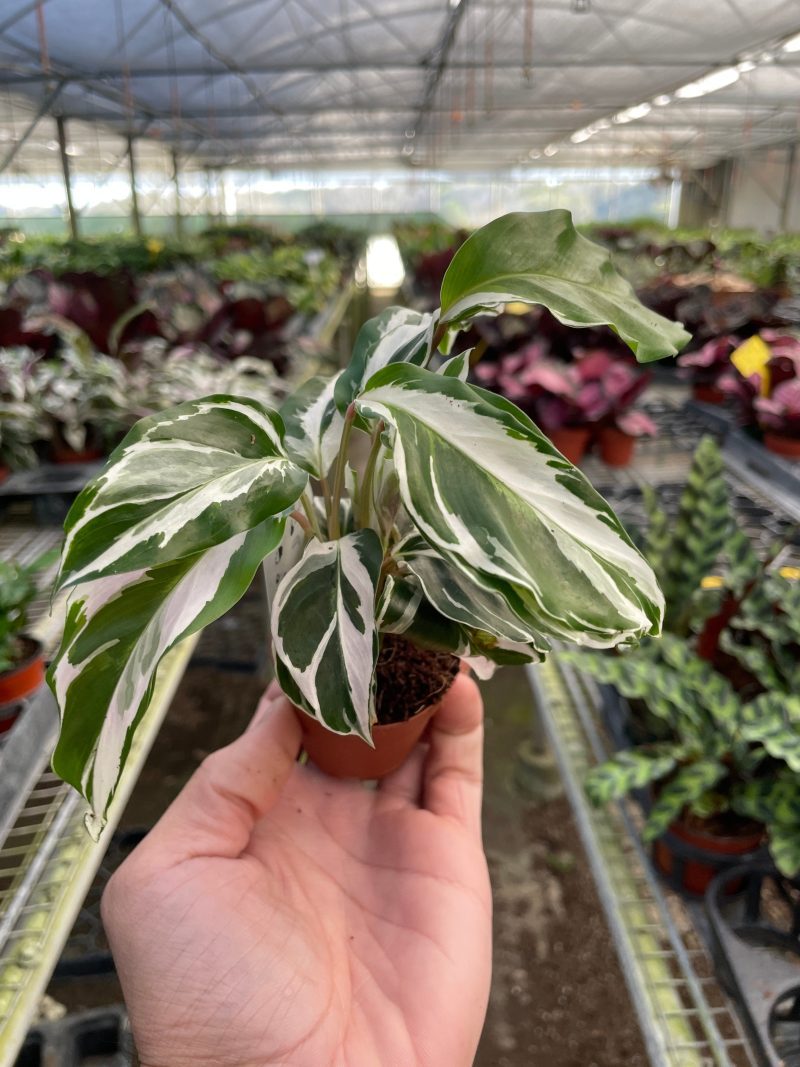 2 CALATHEA WHITE.FUSION TEMP 2.22.24 0a967e41 bff3 4590 a92f 1d0acf00652d