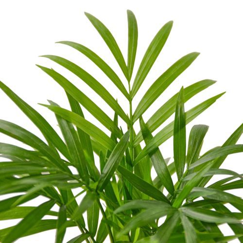 2 PALM PARLOR 2 1800x1800 f783952b ef7d 4efa b7cd 58fcadae2dc3