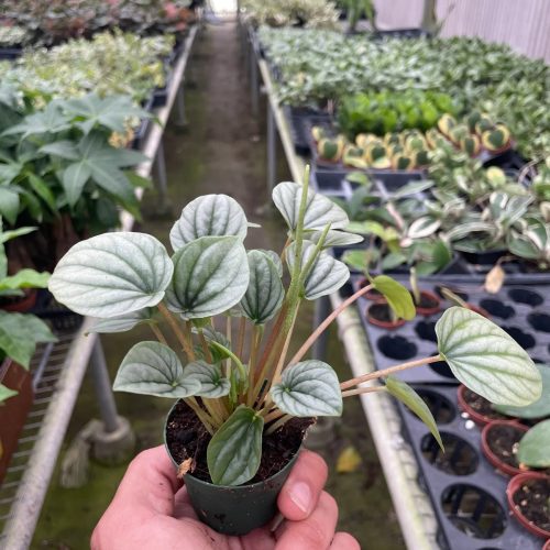 2 PEPEROMIA FROST TEMP 1800x2400 c9c1f8fb a46c 4fcd bd50 3f02f5be016a