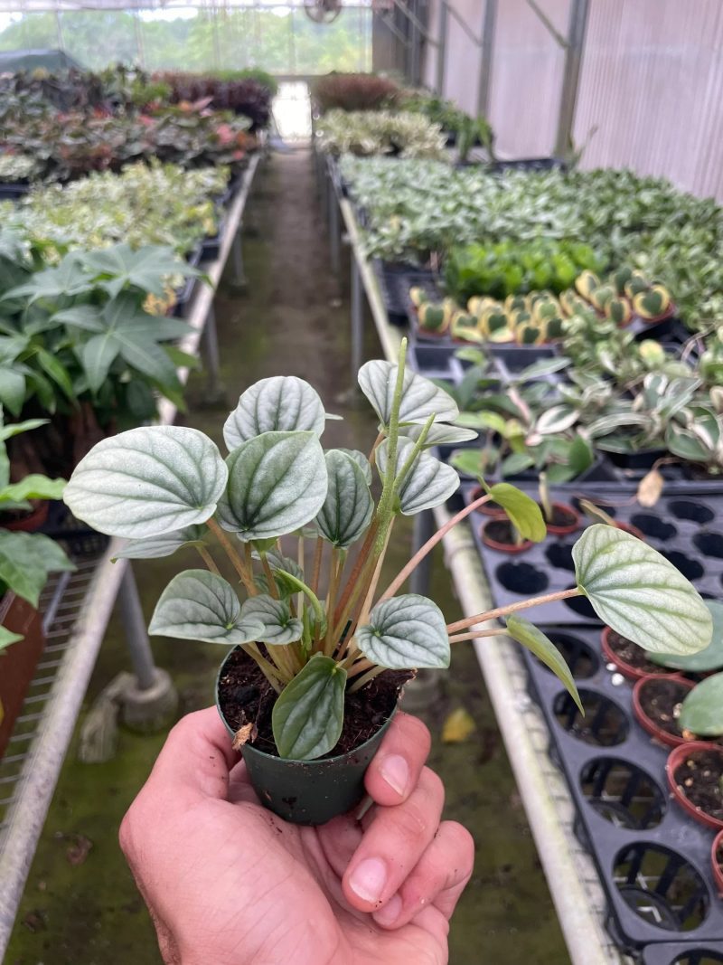 2 PEPEROMIA FROST TEMP 1800x2400 c9c1f8fb a46c 4fcd bd50 3f02f5be016a