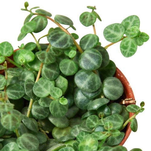 2 PEPEROMIA STRING.OF .TURTLES 2 1800x1800 2159ed4d 78fa 419f bf3a 3ed749ae8e9e