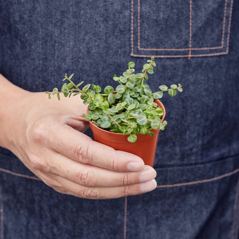 2 PEPEROMIA STRING.OF .TURTLES 3 1800x1800 9d43ccbb 9a05 4af3 a3ba 2df27247b311