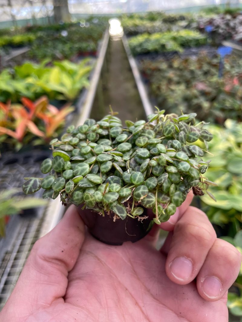 2 PEPEROMIA STRING.OF .TURTLES TEMP 2.23.24