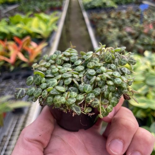 2 PEPEROMIA STRING.OF .TURTLES TEMP 2.23.24 6ce62a5b 8e24 42be 80b6 0a042a773a33