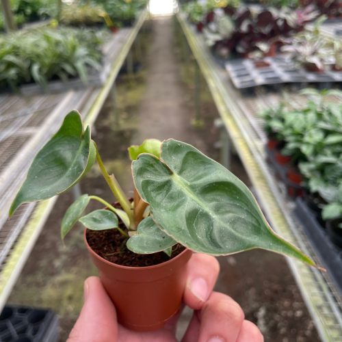 2 PHILODENDRON BILLIETIAE TEMP 2.29.24 1923b5dd 38b6 4d89 bf03 1d2542806b8b