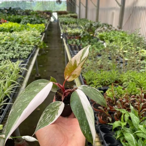 2 PHILODENDRON PINK.PRINCESS TEMP 2400x1800 13837291 906b 47d2 b963 032c85f855b9