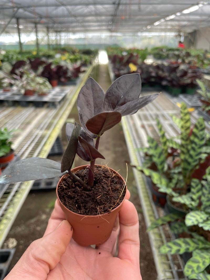 2 ZAMIOCULCAS BLACK TEMP 2.29.24