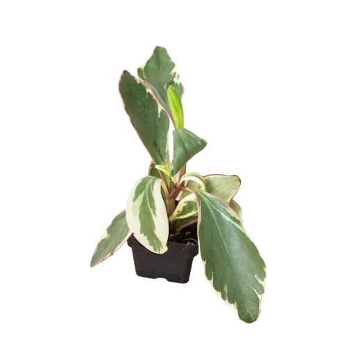 3 PEPEROMIA GINNY 1 1800x1800 cc1ba7c0 733a 48cb 8b6f 05d66149fc70