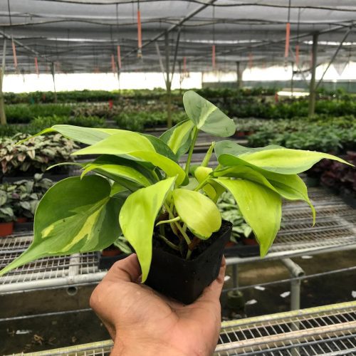 3 PHILODENDRON BRASIL TEMP 1800x2400 36d922bb 2c4c 4b5f a937 487624ced0cd