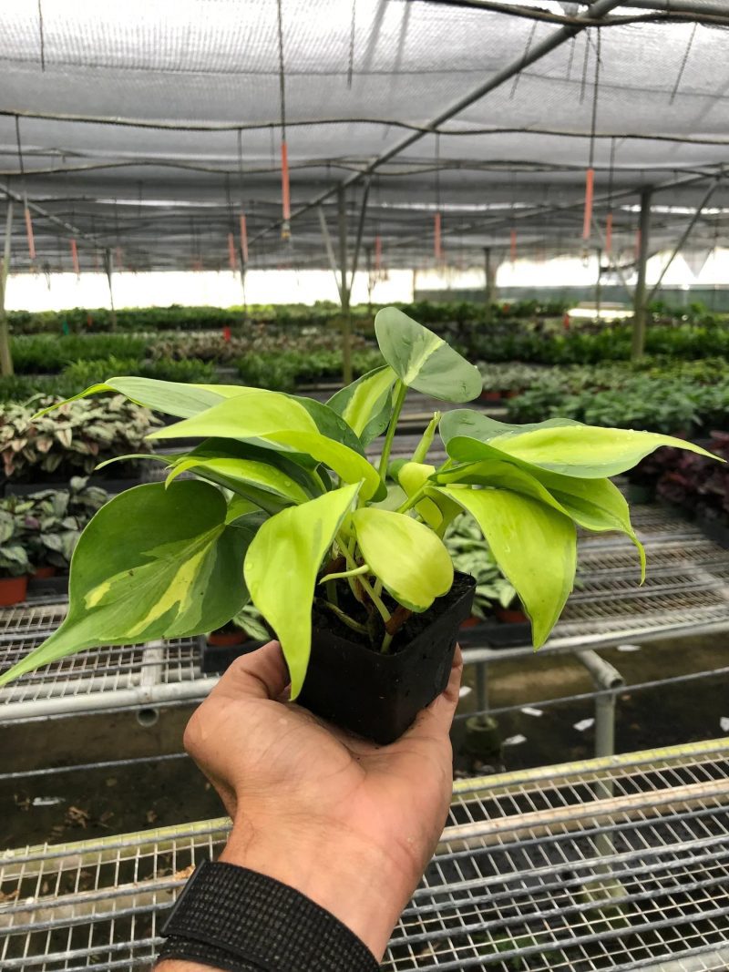 3 PHILODENDRON BRASIL TEMP 1800x2400 36d922bb 2c4c 4b5f a937 487624ced0cd