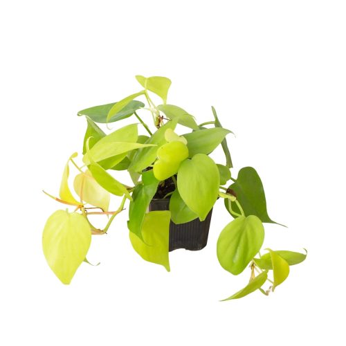 3 PHILODENDRON NEON 1 1800x1800 11e5dced e6bc 4edf a81b 96891b12d565