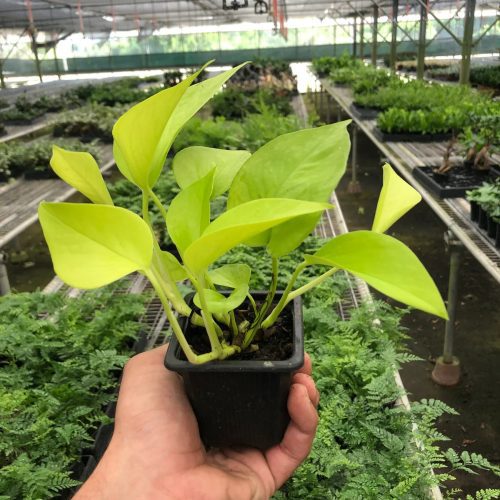 3 POTHOS NEON 1800x2400 6976a41c f8c9 4ebf b690 4353a7266061