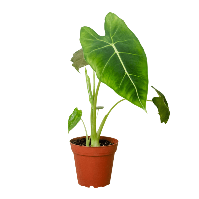 4 ALOCASIA FRYDEK 1