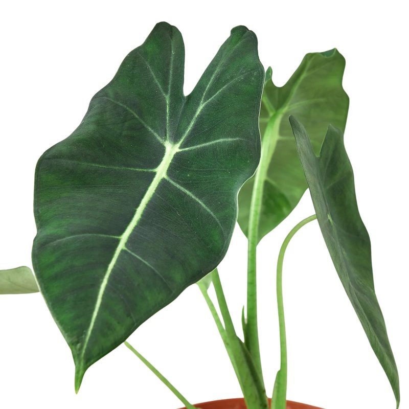 4 ALOCASIA FRYDEK 2 1800x1800 03ecfbf9 5a0e 4882 a553 33afd4eb3236