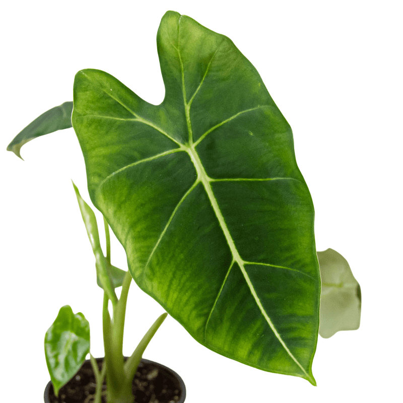 4 ALOCASIA FRYDEK 5