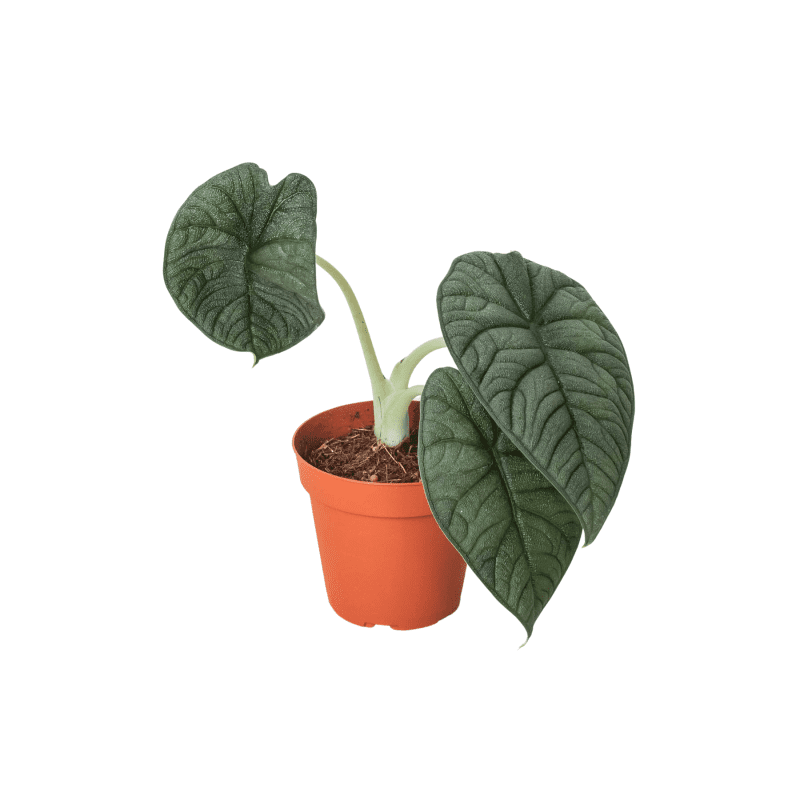 4 ALOCASIA MELO 1 3306a634 467b 4929 80ae 097daffc938f