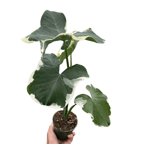 4 ALOCASIA MICKEY.MOUSE TEMP 10.24.23