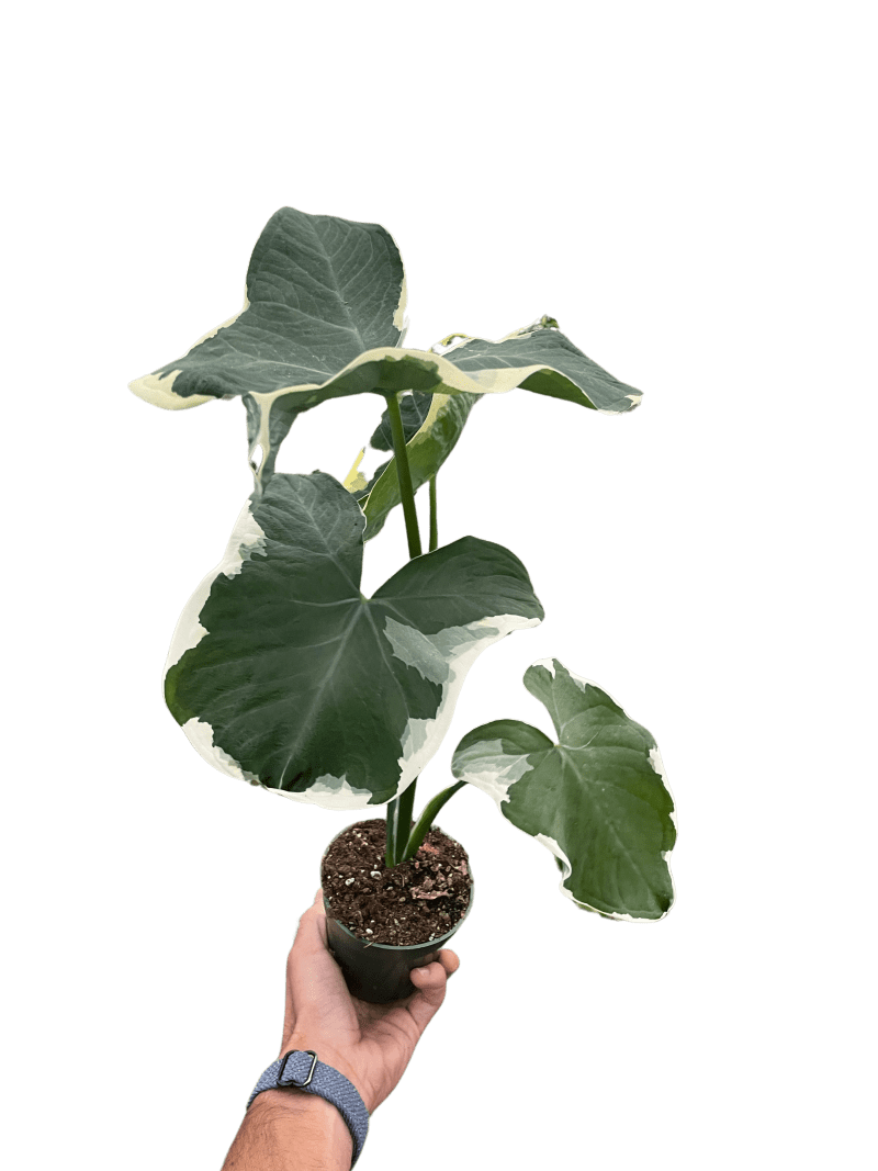 4 ALOCASIA MICKEY.MOUSE TEMP 10.24.23