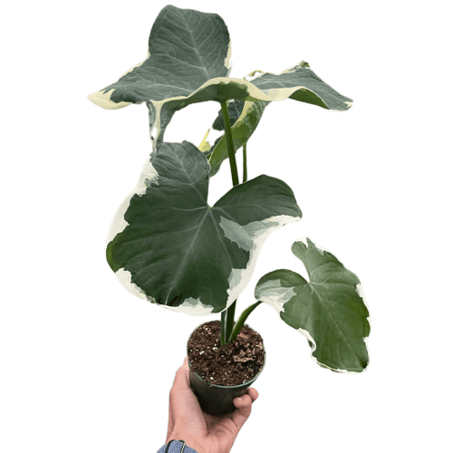 4 ALOCASIA MICKEY.MOUSE TEMP 10.24.23.Square