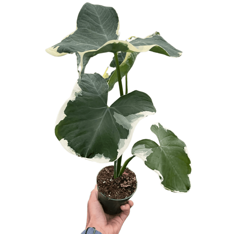 4 ALOCASIA MICKEY.MOUSE TEMP 10.24.23.Square 5b715b2a 70f4 49da 87ff 6768d0ebb5bb