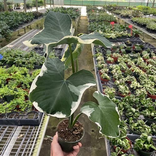 4 ALOCASIA MICKEY.MOUSE TEMP 10.24.23 1d286ea4 ffe8 4fd6 958f fabd0c4b3adb