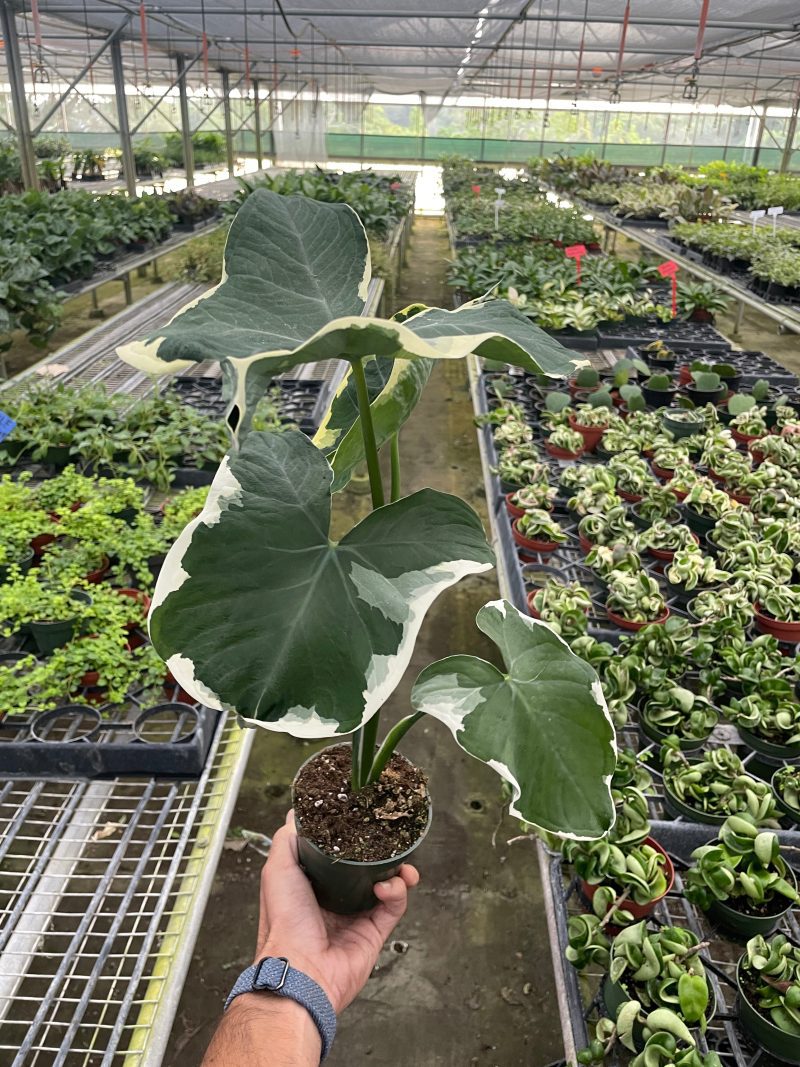 4 ALOCASIA MICKEY.MOUSE TEMP 10.24.23 1d286ea4 ffe8 4fd6 958f fabd0c4b3adb